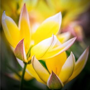 Meet your Posher, Tara